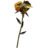 SR-icon-ingredient-Dragons Tongue.png